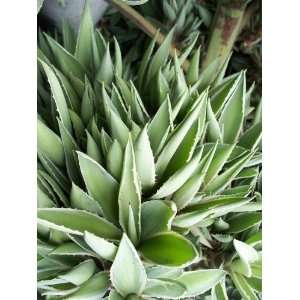  100 Live Plants Agave Vivipara PUPS A. Angustifolia Agaves 