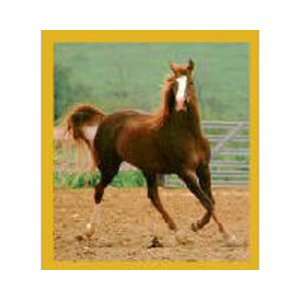  Magnetic Bookmark Showing Off / Horse, Beautiful and 