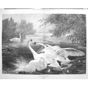   Duel Wild Swans Birds Fighting River Wolf Fine Art