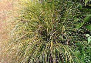 PHEASANT TAILS ORNAMENTAL GRASS SEED LOVELY ARCHING  