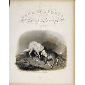  Scene In The Highlands Deer Dog C1843 Antique Print Art 