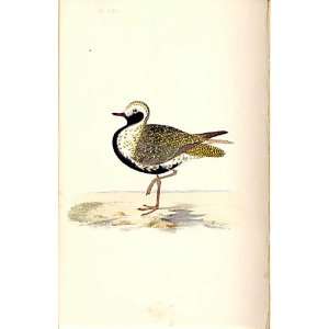  Golden Plover Meyer H/C Birds 1842 50