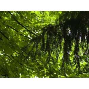  Close View of Branches and Leaves in the Trees, Asolo 