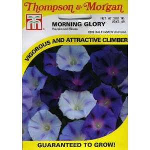  Thompson & Morgan 8269 Morning Glory Hazelwood Blues Seed 