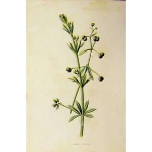 C1890 Antique Colour Botanical Print Goose Grass Plant:  