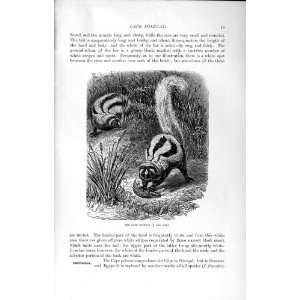   NATURAL HISTORY 1894 CAPE POLECAT AFRICA WILD ANIMAL