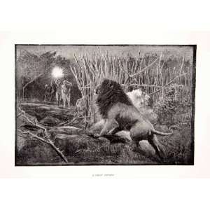  1898 Print Men Hunt Lion Africa Tall Grass Landscape Animal Wild 