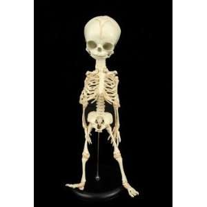  Halloween Fetal Skeleton Anatomical Prop 