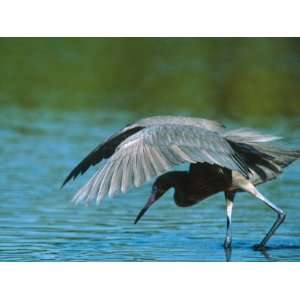  Fishing in Shallow Water, Ding Darling NWR, Sanibel Island, Florida 