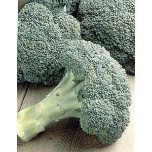  Broccoli Packman F 1 Hybrid Great Vegetable 150 Seeds 