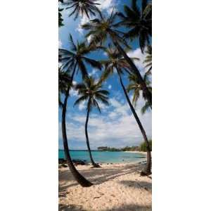  Tropical Beach   Peel and Stick Wall Decal by Wallmonkeys 
