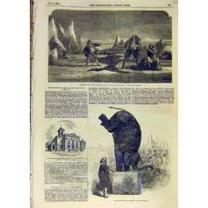  1853 Sea Ice Drama Scene Theatre Elephant AstleyS