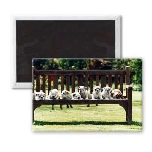  Pugs on a Park Bench   1995   3x2 inch Fridge Magnet 