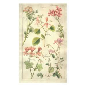  Geranaiaceae Plate 326 Premium Giclee Poster Print by 