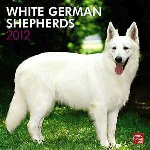  2012 White German Shepherds Calendar: Office Products