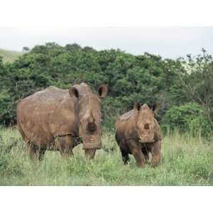 White Rhinoceros (Rhino), Ceratotherium Simum, Mother and Calf, Itala 