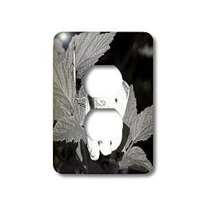 Beverly Turner Photography   Moth in Black and White   Light Switch 