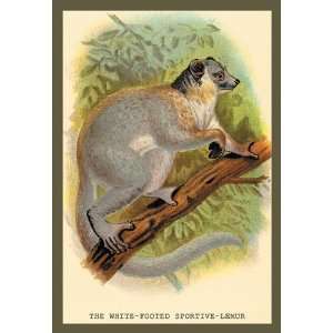  White Footed Sportive Lemur 28X42 Canvas Giclee: Home 