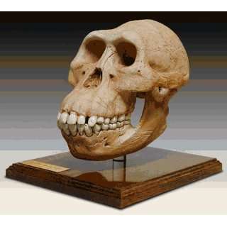  Skullduggery 0265 Aust. Afarensis Skull: Toys & Games