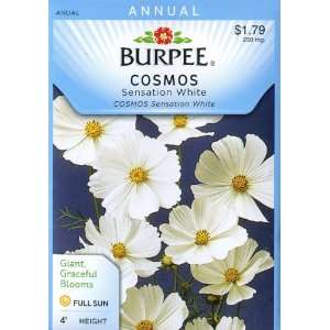  Burpee 45203 Cosmos Sensation White Seed Packet Patio 