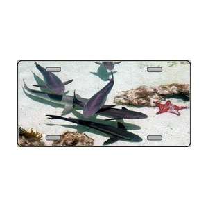Sharks Underwater Full Color Photography License Plate Plates Tag Tags 