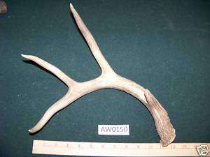 Whitetail Deer Antler, Make Knives, Pens, Lamps AW0150  