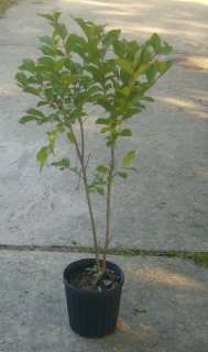 Gal. White Natchez Crape or Crepe Myrtle Tree  