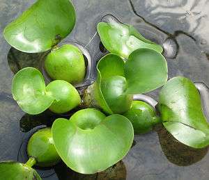 Water HyacinthVery Clean 10 PlantsGreenhouse Grown Floating Pond 