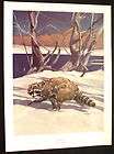 North American Games Print RACOON by FRANCIS LEE JAQUES Frameable