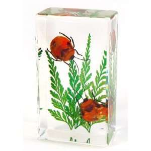  Real Double Flower Bug Paperweight Medium 