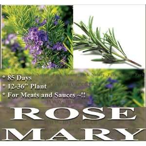  100 ROSEMARY Seeds   ALL PURPOSE SEASONING FOR MEAT 