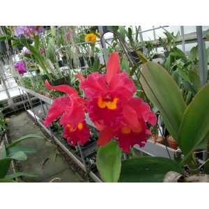 Lc. Waianae Sunset `Ogawa Cattleya Orchid Plant  Grocery 