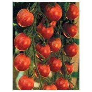  Small Fry Tomato   20 Seeds   Sweet & Juicy Patio, Lawn 