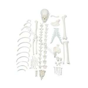 Deluxe Half Disarticulated Skeleton Model (Made in USA):  