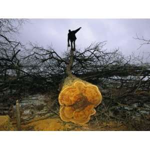  A Man Holding a Chainsaw Stands Atop a Felled Osage Orange 