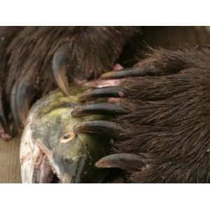 Close up Alaskan Brown Bear (Ursus Arctos) Claws with Salmon Premium 