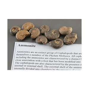 Ammonite Fossil Study pack/10  Industrial & Scientific