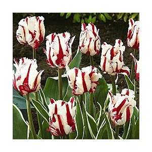  Snow Fire Tulip Seed Pack Patio, Lawn & Garden