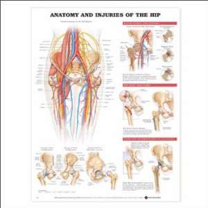 Anatomy and Injuries of the Hip Anatomical Chart 