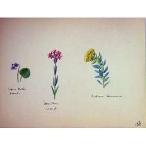  Townsend Wild Flowers 1933 Alpine Violet Sedum Dianthus 