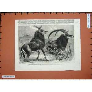  Sable Antelope Southern Africa Zoological Regents 1861 