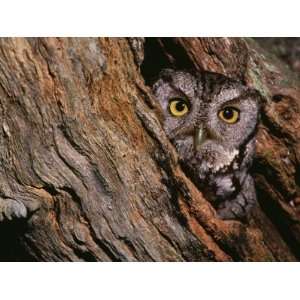 Eastern Screech Owl, Otus Asio, North America Animal Photographic 