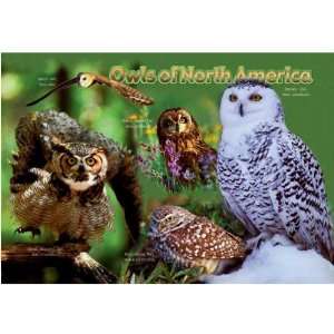  Impact Photographics Kids Puzzle Owl Image for Kids 3 