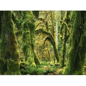 Moss covered Bigleaf Maples, Hoh Rain Forest, Olympic National Park 
