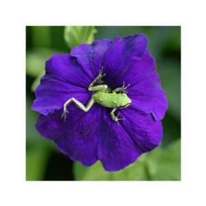  Pacific Northwest Green Tree Frog on Purple Flower 