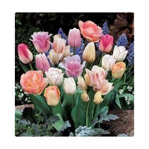   Pink Passion Blend Fall Flower Bulb   Pack of 18 Patio, Lawn & Garden