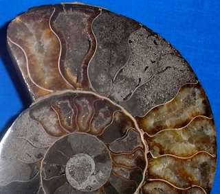 Split Ammonite Pair Sea fossil Cretaceous Period  