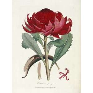 Specimen of The Botany of New Holland by James edward Smith . Art 