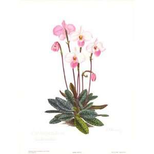   Orchid, Plate III   Poster by Esme Hennessy (18x24): Home & Kitchen
