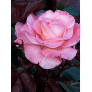 Pink Rose at Bellevue Botanical Garden, Washington, USA Photographic 